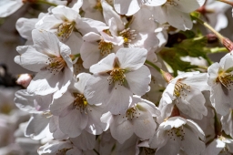 Körsbärsblommor i rosa och vitt